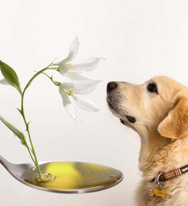 Ahiflower Omega Oil ★ - Blends for Life