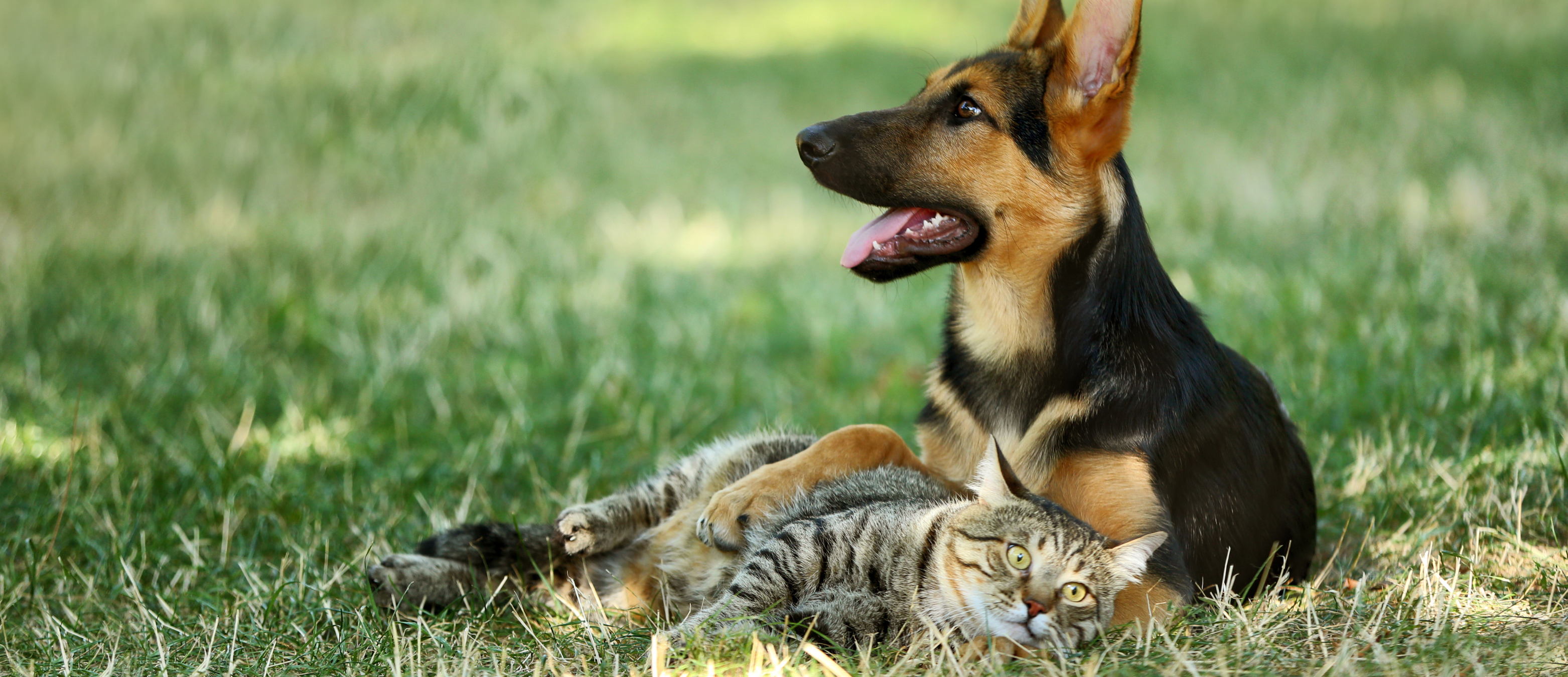 dog and cat